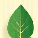 Ein Blatt-Symbol